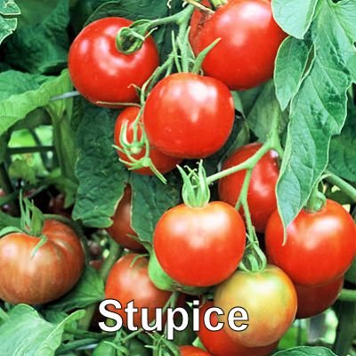03stupice 400.jpg